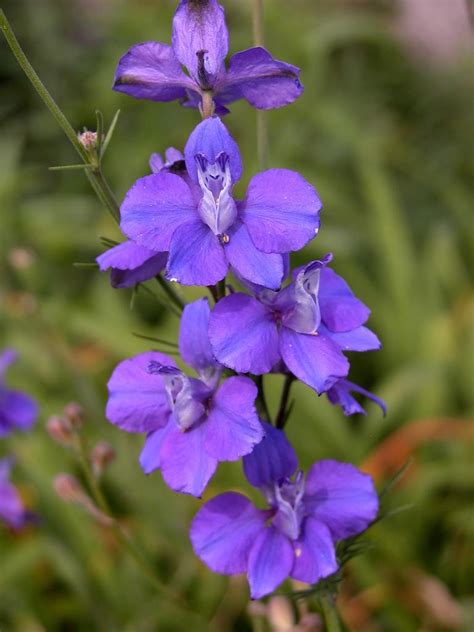 Flowers Larkspur Photos