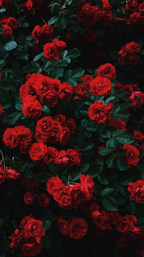 Download Wallpaper 1080x1920 Roses Bush Bloom Garden Red Contrast