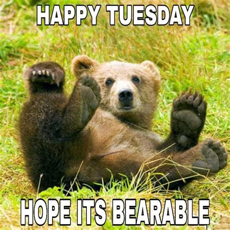 Its Tuesday Meme Discover More Interesting Bear Comic Bear Hope Its Bearable Its Tuesday