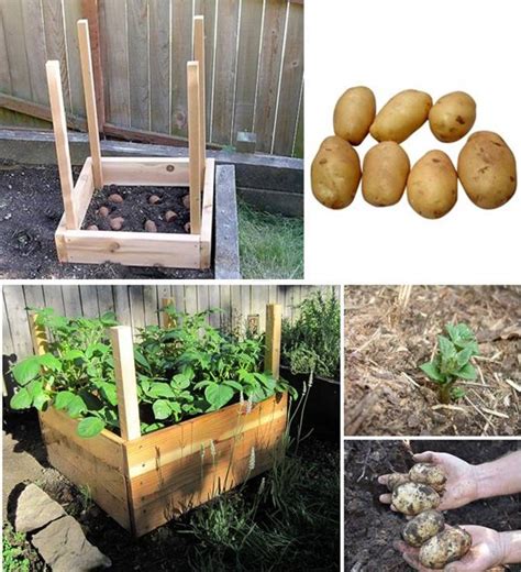 How To Grow A Compact Potato Grow Box 101 Ways To Survive