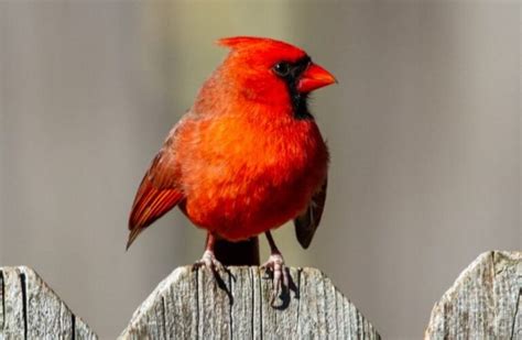 Ohio State Bird Pictures And Fun Facts I Thebirdpedia