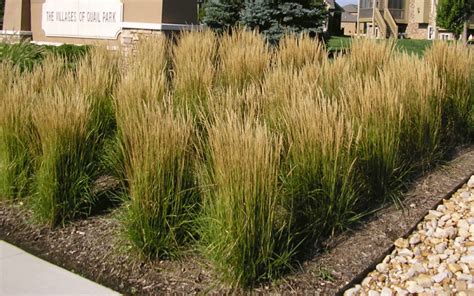 Types Of Ornamental Grasses For Sale At The Grass Pad