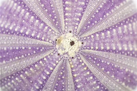 Sea Urchin Shell Closeup By Stocksy Contributor Marilar Irastorza