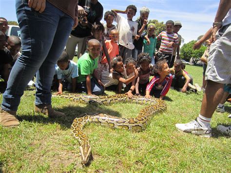 Learn More About Snakes At The Imhoff Snake Park Steadfast Greening