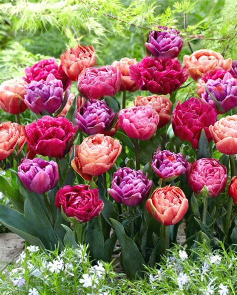 Mélange de Tulipes Doubles Étincelant Peter Nyssen Bulbes à Fleurs