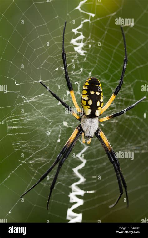 Close Up Of Large Argiope Aurantia A Black And Yellow Garden Spider