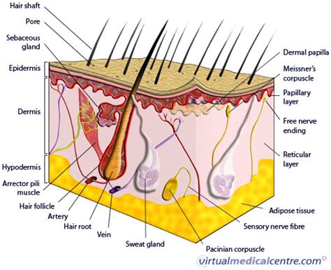Select from premium human skin of the highest quality. Anatomy of skin (epidermis) information | myVMC