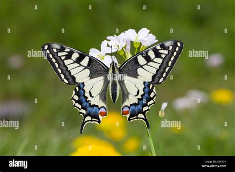 Common Yellow Swallowtail Old World Swallowtail Swallowtail Papilio