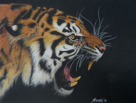 Roaring Tiger Colored Pencil Drawing Silvia Frei Flickr