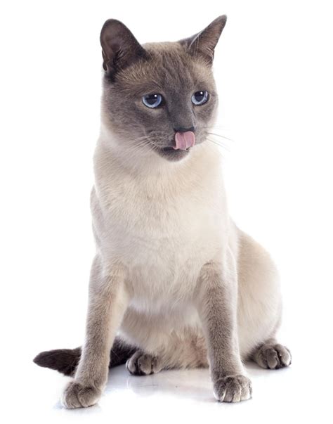 The Felines From Thailand Siamese Cat Types And Related