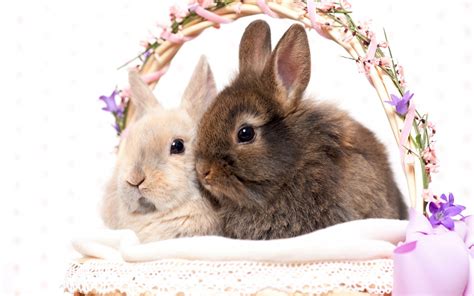 Rabbit Hd Wallpaper Background Image 2560x1600