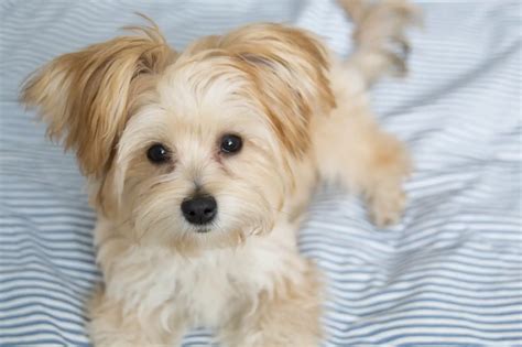 Morkie Breed Information The Pet Parents Complete Guide Perfect Dog