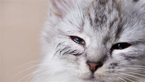 eye discharge in cats symptoms causes and treatments cattime