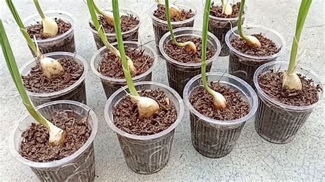 How To Grow Garlic Easily In Small Pot Easy And Best Garlic Growing