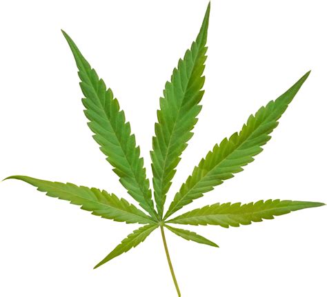Cannabis Hemp Leaf Cut Out On Transparent Background 21125934 Png