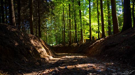 Foto De Stock Gratuita Sobre Bosque Fondo De Pantalla Hd Fondos Para