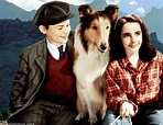 Elizabeth Taylor: A life in pictures from National Velvet to national ...