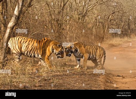 Maletiger Hi Res Stock Photography And Images Alamy