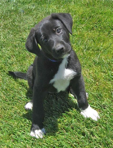 Nick Von Shelly Is An Adorable 7 Week Old Shepherdlab Mix Puppy Be