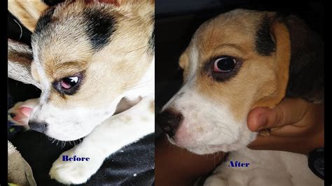 Cherry Eye In Dogs Things To Knowcherry Eye Beagle Puppycessna