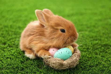Adorable Fluffy Bunny And Decorative Nest With Easter Eggs On Grass