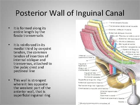 Inguinal Ring Anatomy
