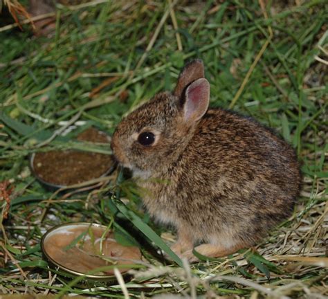 Cottontail Rabbit This Infant Eastern Cottontail Rabbit Ar Flickr