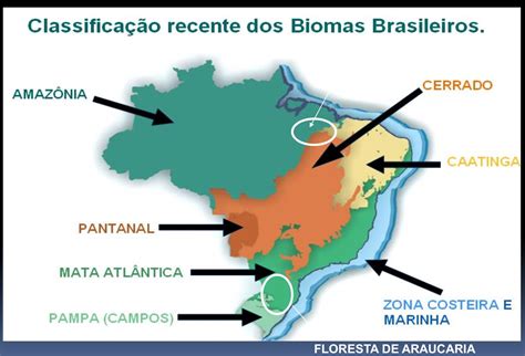 Quais Biomas Brasileiros Apresentam Maior Redução Da Sua Biodiversidade