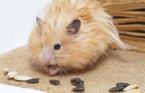 Male Hamster Eating Sunflower Seeds Stock Image Image Of Orange Male