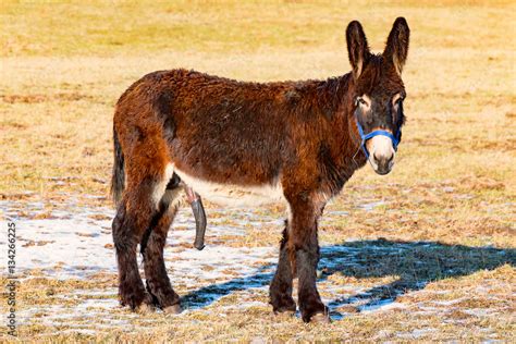 Male Donkey On The Pasture Shows His Sex Stock Photo Adobe Stock