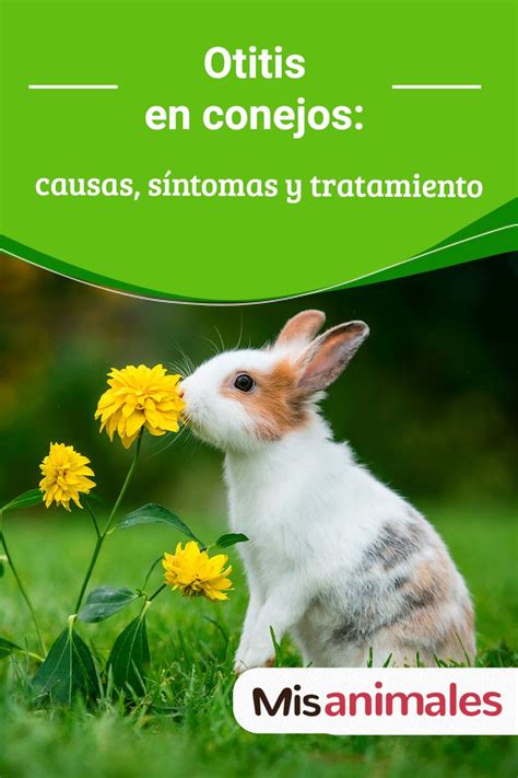 Otitis En Conejos Causas Síntomas Y Tratamiento En 2023 Conejos