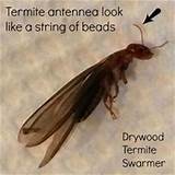 Drywood Termite Swarmer