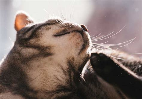 Cat Dandruff 5 Simple Solutions For Your Cats Dry Skin
