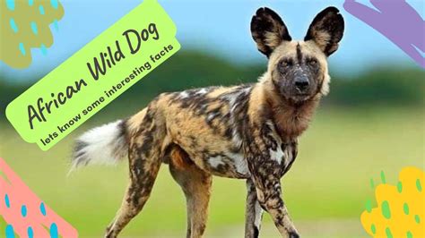 African Wild Dog Interesting Facts Love Dogs Youtube