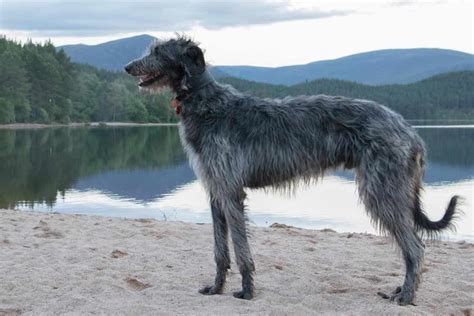 Deerhound Dog Breeds Facts Advice And Pictures Mypetzilla Uk