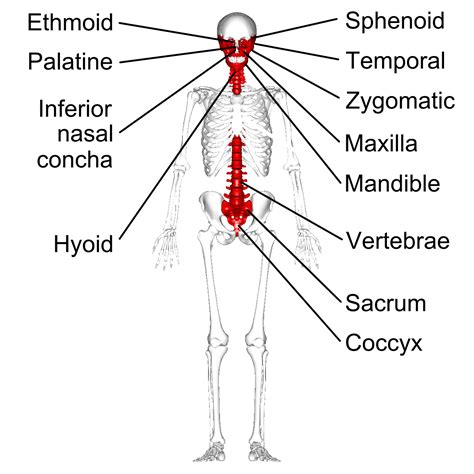 Bone marrow contains reticuloendothelial cells which are phagocytic in nature and take part in the immune response of the body. FINAL EXAM REVIEW - Anatomy & Physiology 2085 with Dr ...