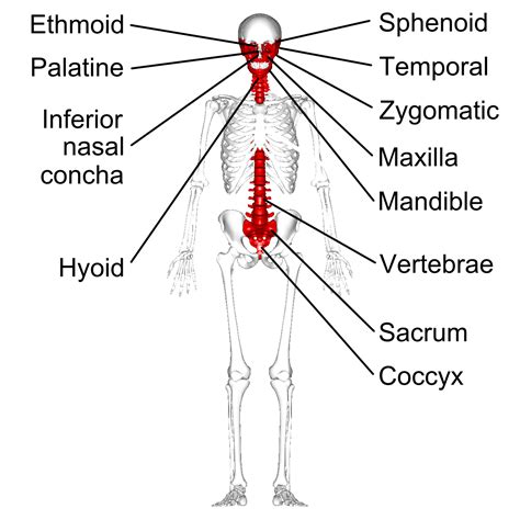 Suppose you were diagnosed with the stress fracture of your radius bone. List 7-1 - Anatomy And Physiology with Ms. Dean at Camas ...