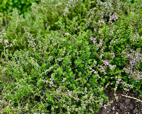 English Thyme Thymus Vulgaris The Herbal Garden Nz