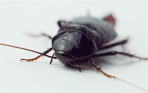 How To Identify And Get Rid Of Oriental Cockroaches In Your Queen Creek Home