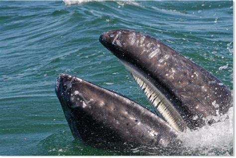 The baleen whales which live in the northern hemisphere can enjoy variable types of food even though they also find krill. Dead baleen whale found off the coast of Portland, UK -- Earth Changes -- Sott.net