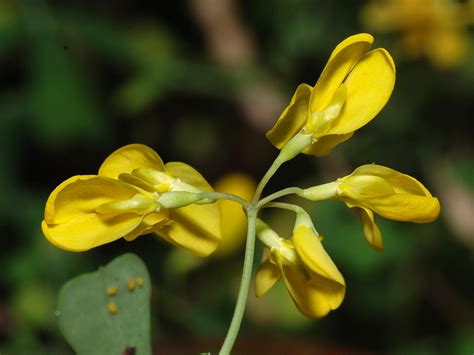 Coronilla Valentina