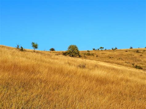 Yellow Grass Free Photo Download Freeimages