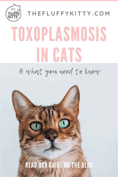 Toxoplasmosis In Cats Our Ultimate Guide Fluffy Kitty Cats