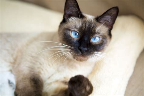 Well, they also tend to be very expressive. Siamese Cats For Sale | Baltimore, MD #289683 | Petzlover