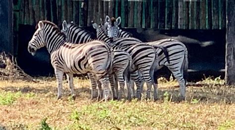 Burchells Zebra On Boma For Sale My Wildlife Sa