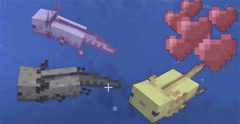 Everything You Didnt Know About Axolotls Nicemarkmc Minecraft
