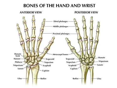 Understanding The Anatomy Of The Hand Health Life Media