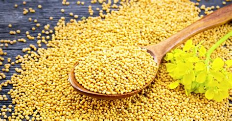 Health Benefits Of Mustard Seeds Fabwoman