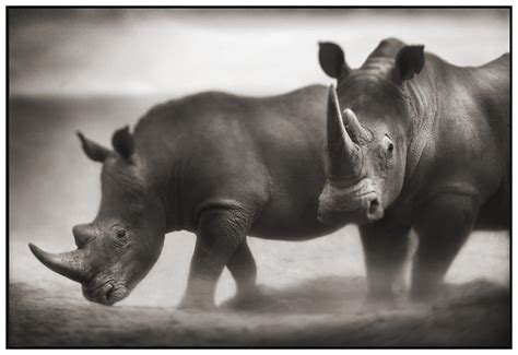See more about animal, black and white and dog. Mesmerizing Black & White African Wildlife Photography by ...