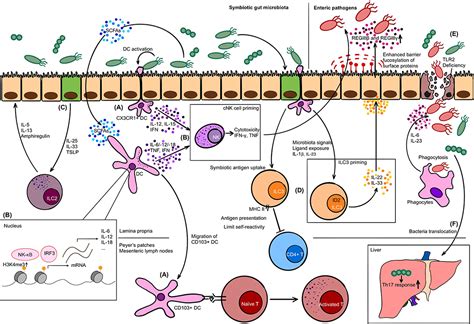 Frontiers Crosstalk Between Gut Microbiota And Innate Immunity And